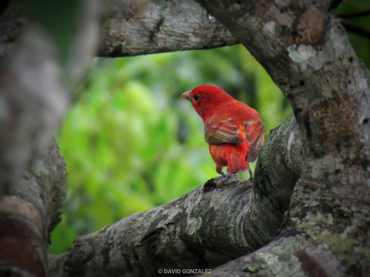 Piranga Roja - ML593565951