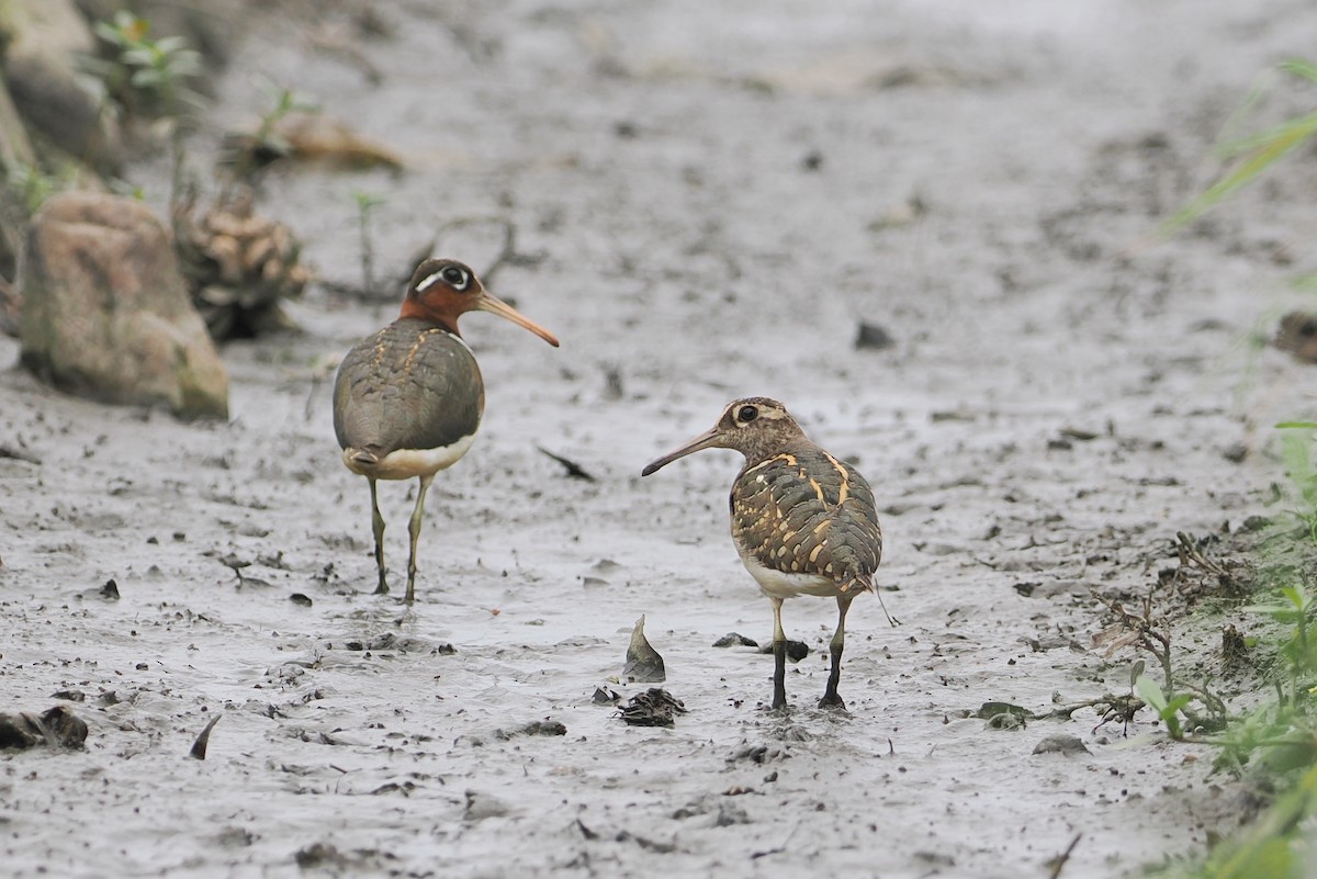 Greater Painted-Snipe - george parker