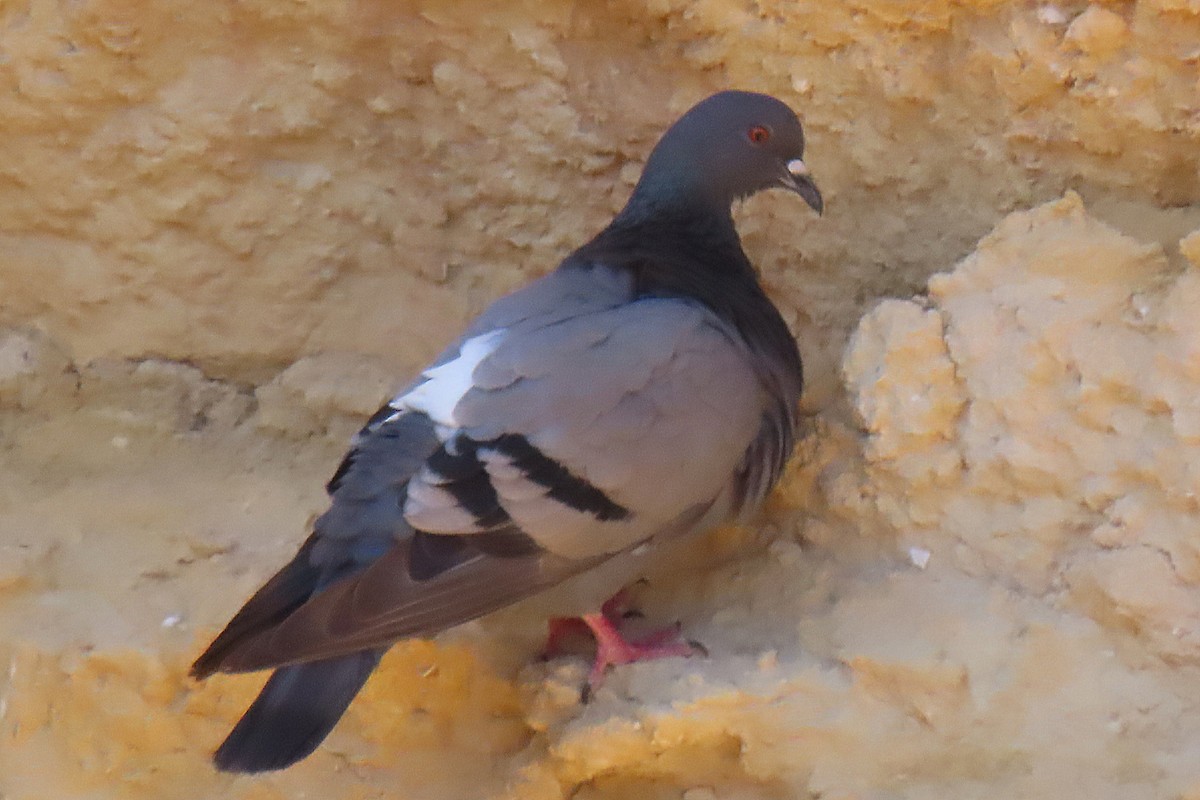 Rock Pigeon (Wild type) - ML593566731