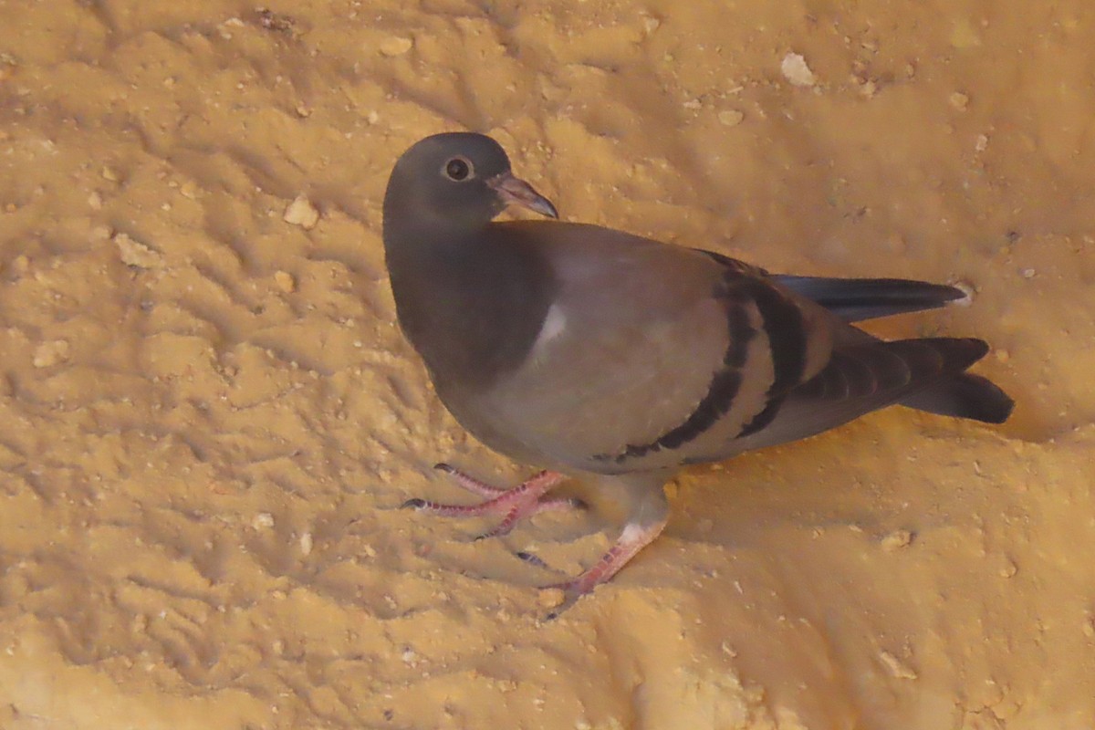 Rock Pigeon (Wild type) - ML593566741