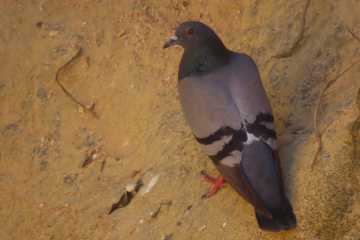 Rock Pigeon (Wild type) - ML593566751