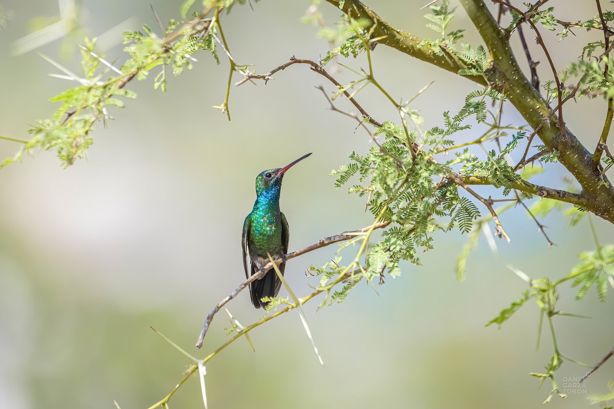 Tres Marias Hummingbird - Daniel  Garza Tobón