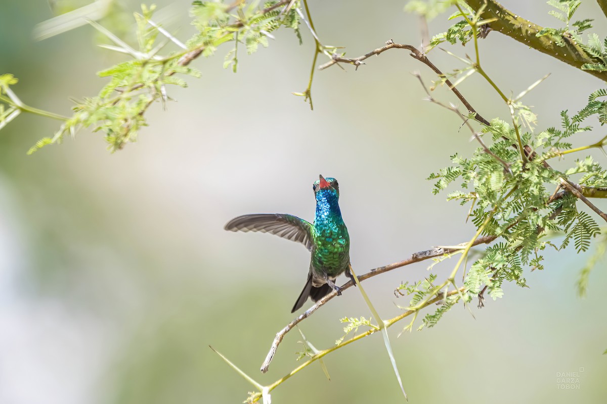 Tres Marias Hummingbird - Daniel  Garza Tobón