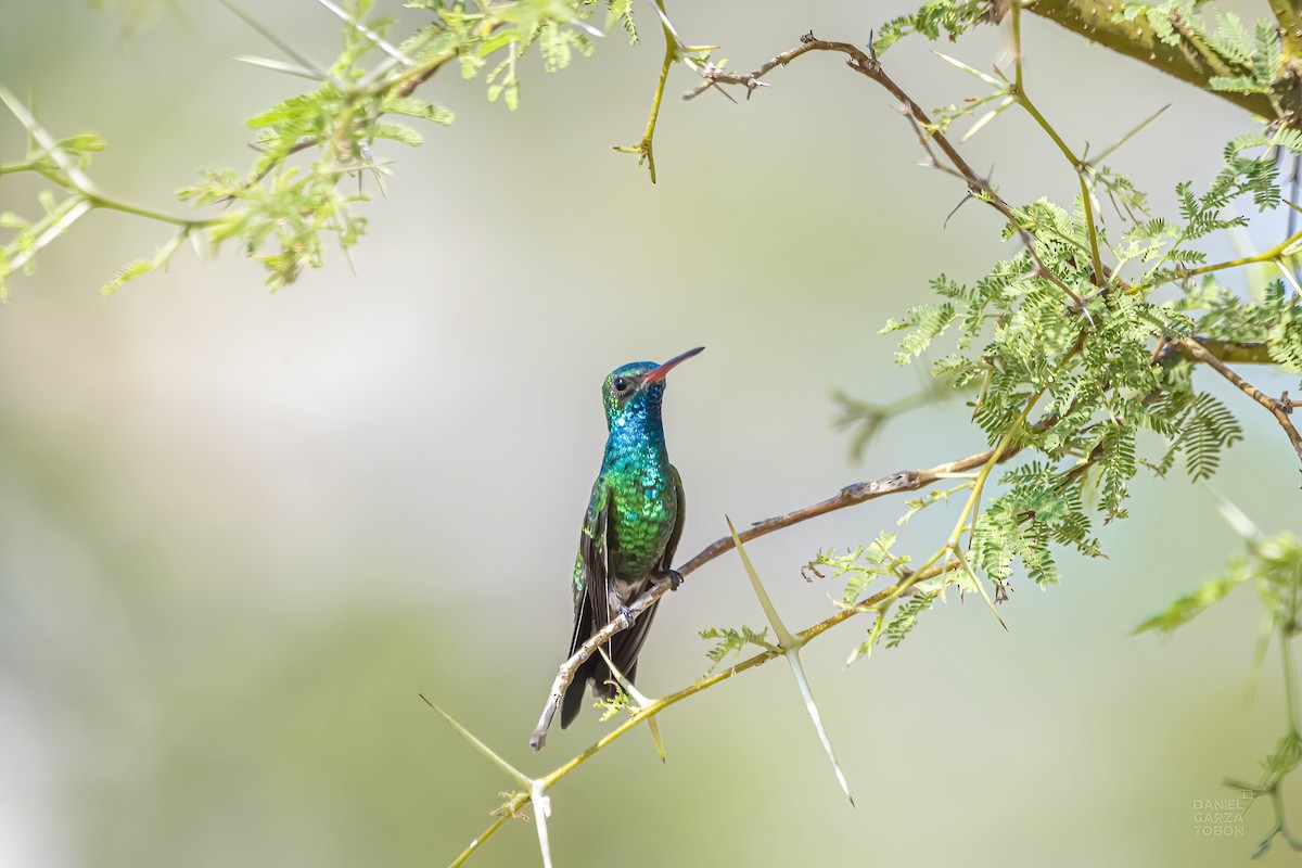 Tres Marias Hummingbird - Daniel  Garza Tobón