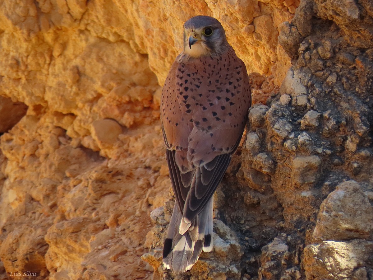 Eurasian Kestrel - ML593566941