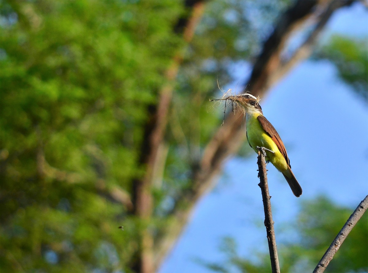 Great Kiskadee - ML59356861