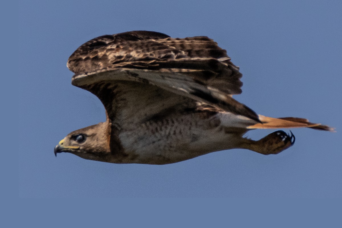 Red-tailed Hawk - Dale Bargmann