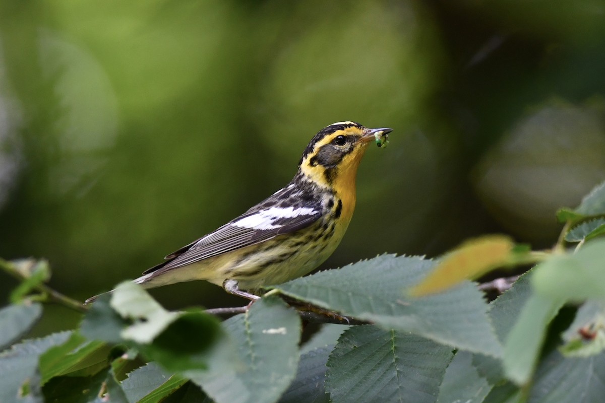 Blackburnian Warbler - ML593570281