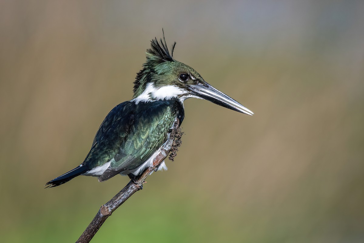 Martin-pêcheur d'Amazonie - ML593573681