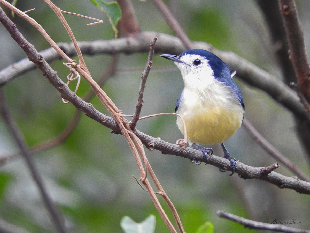 Creamy-bellied Gnatcatcher - Liliana Noemi Sosa