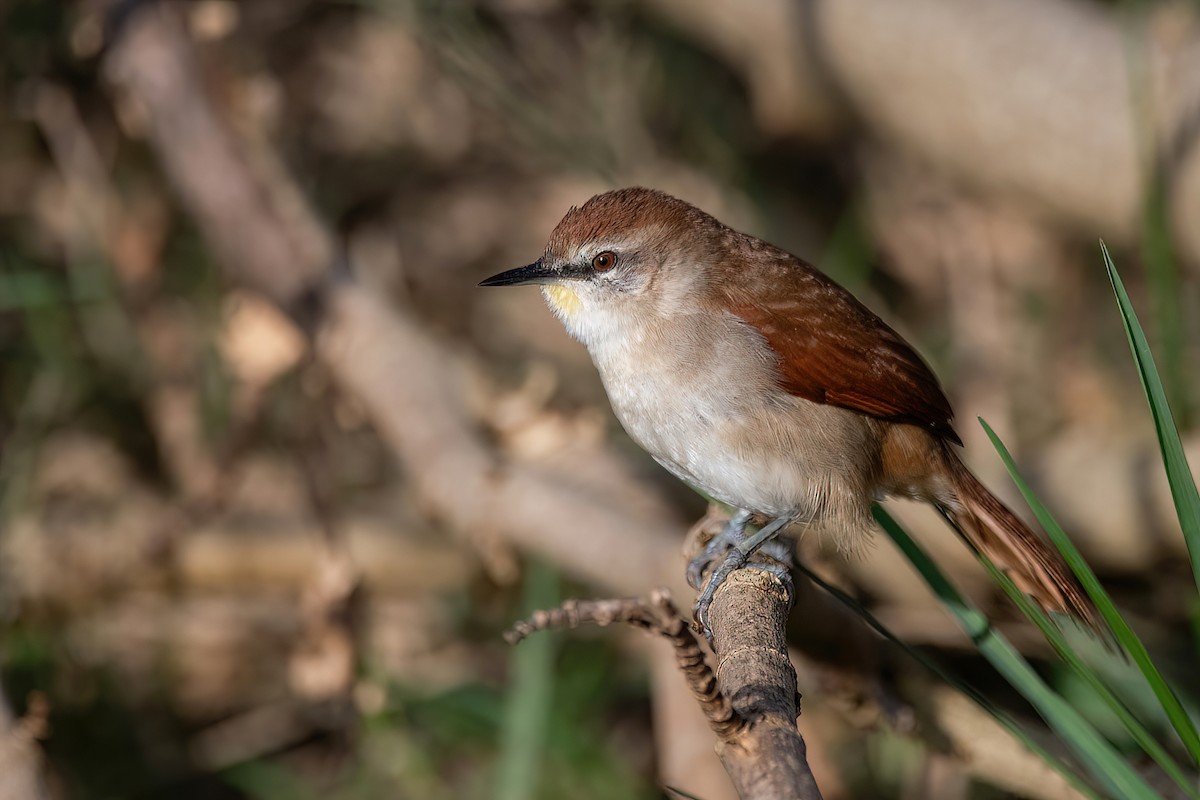 Yellow-chinned Spinetail - ML593573801