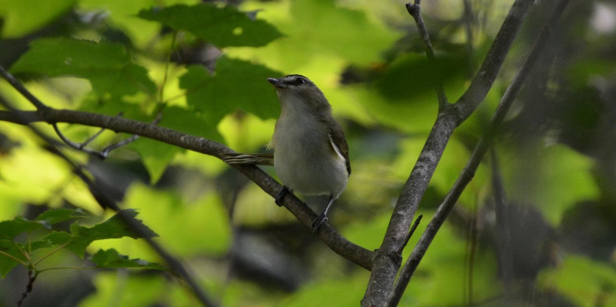 Red-eyed Vireo - James Armstrong
