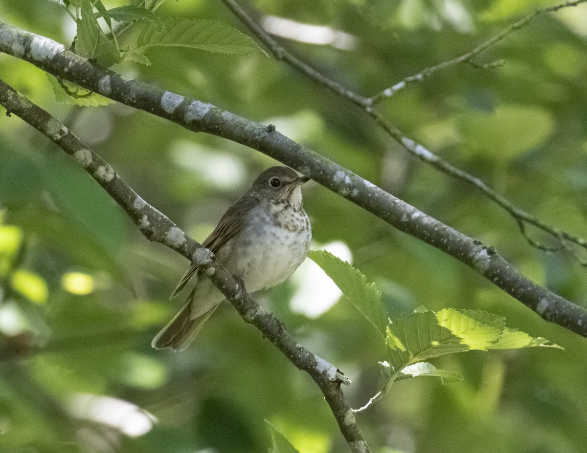 Swainson's Thrush - ML593574221