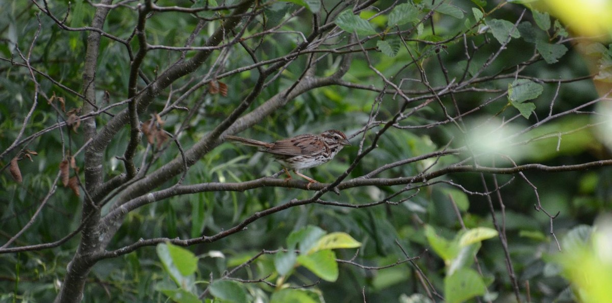 Song Sparrow - James Armstrong