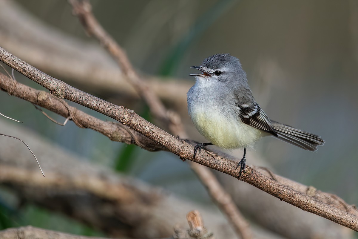 White-crested Tyrannulet - ML593574301