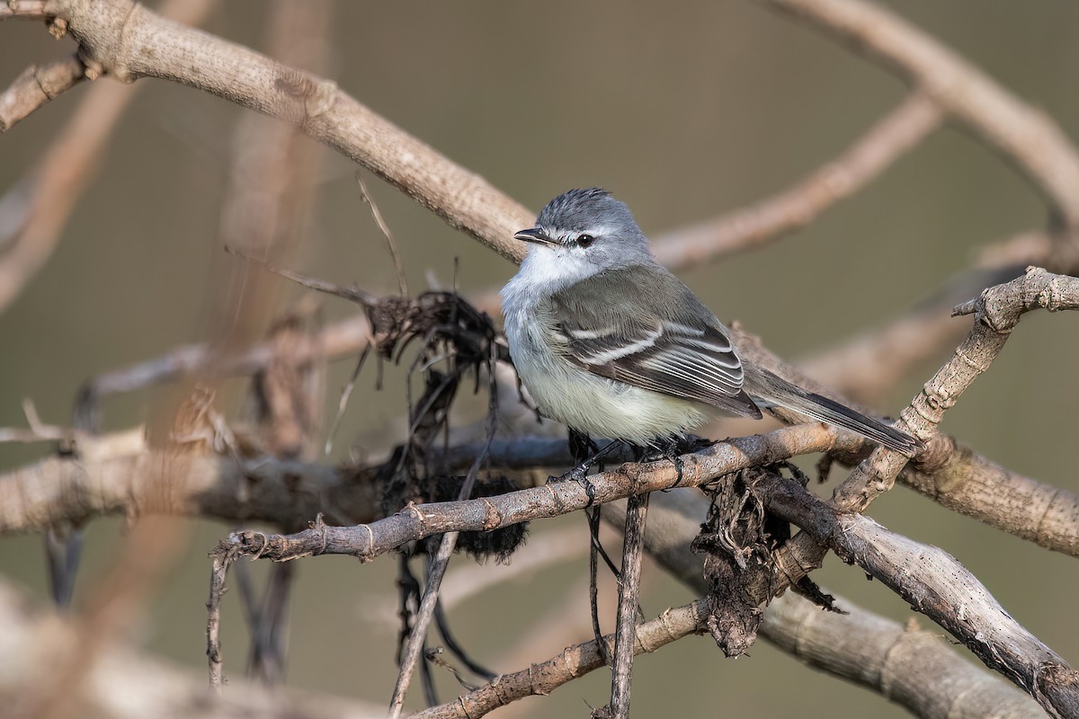 Tyranneau à toupet - ML593574311