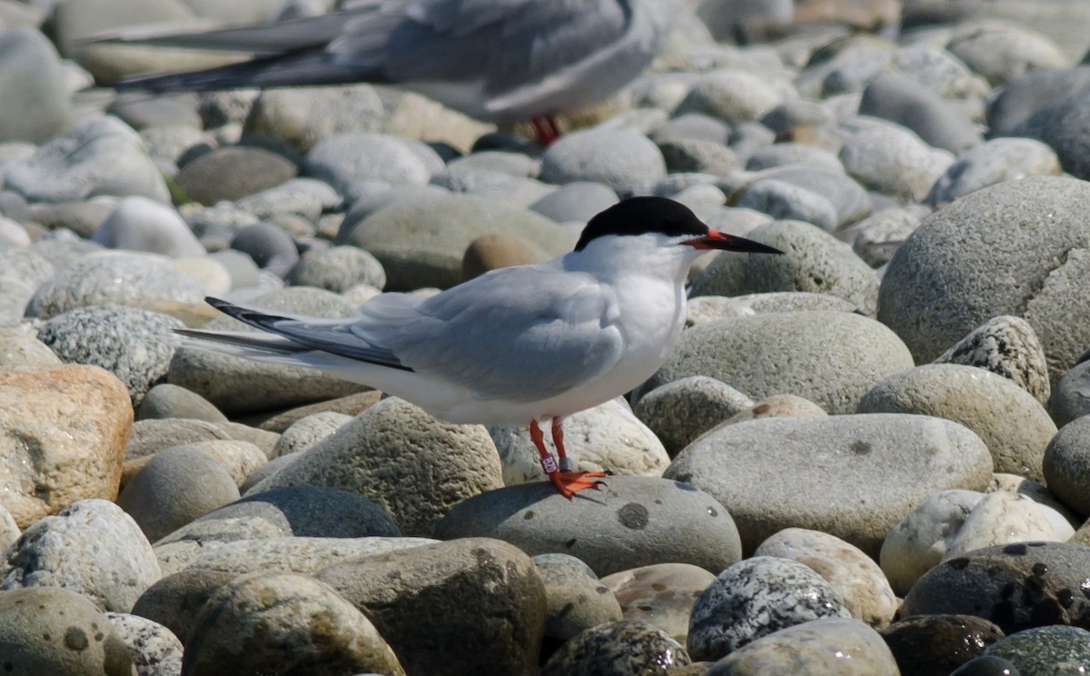 Roseate Tern - ML593574341