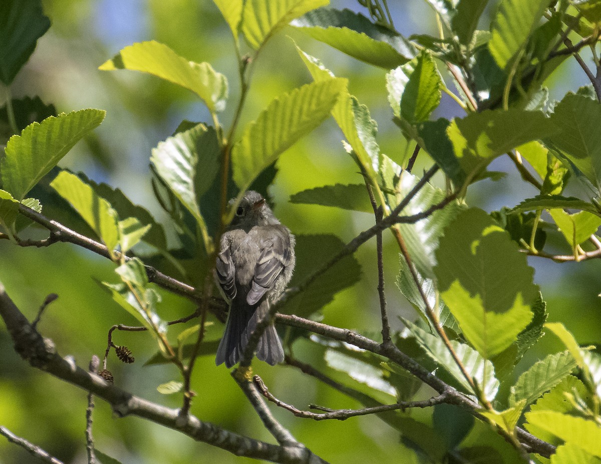 Western Flycatcher (Pacific-slope) - ML593574361