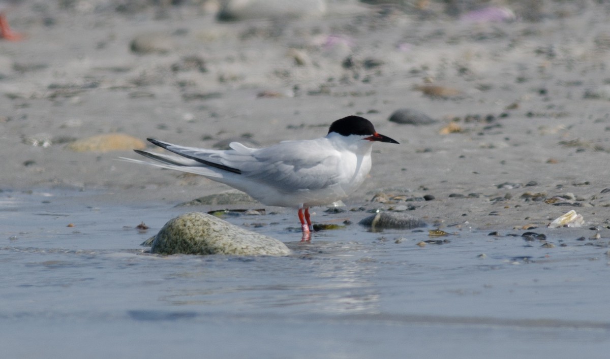 Roseate Tern - ML593574401