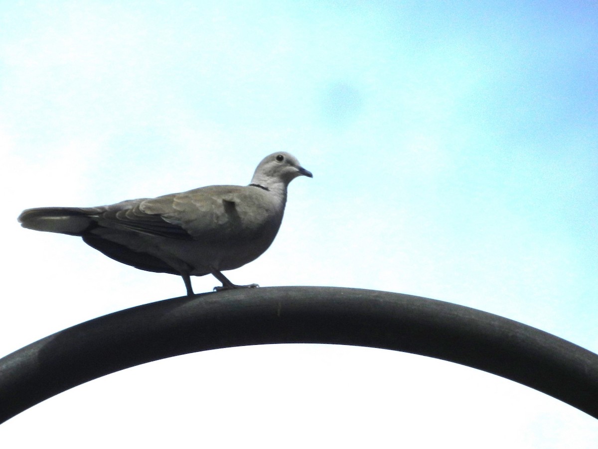 Eurasian Collared-Dove - ML593574491