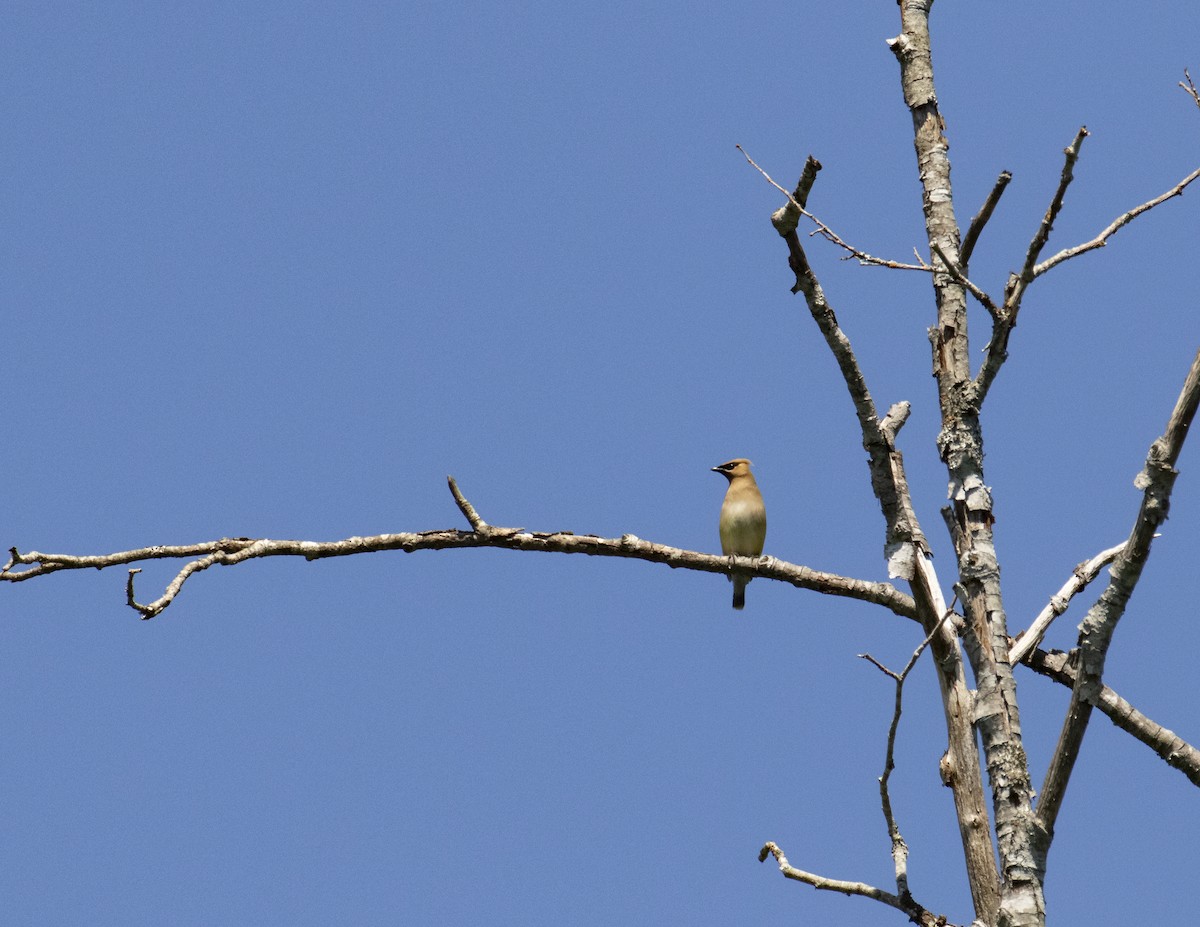 Cedar Waxwing - ML593574531