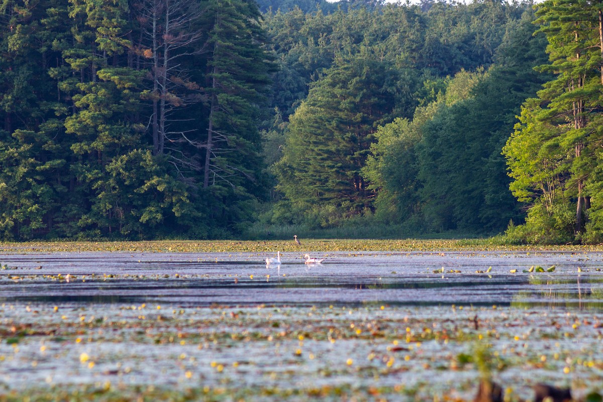 Cygne tuberculé - ML593574961