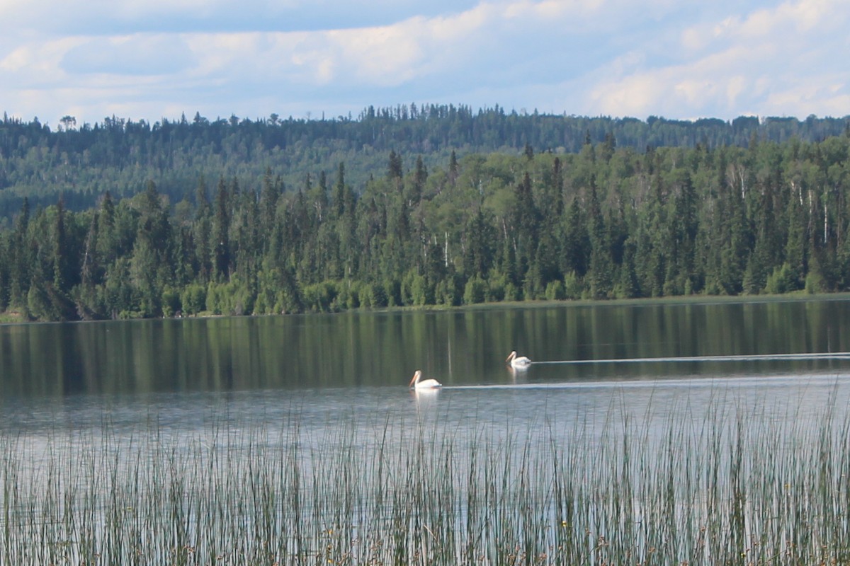 American White Pelican - ML593575491