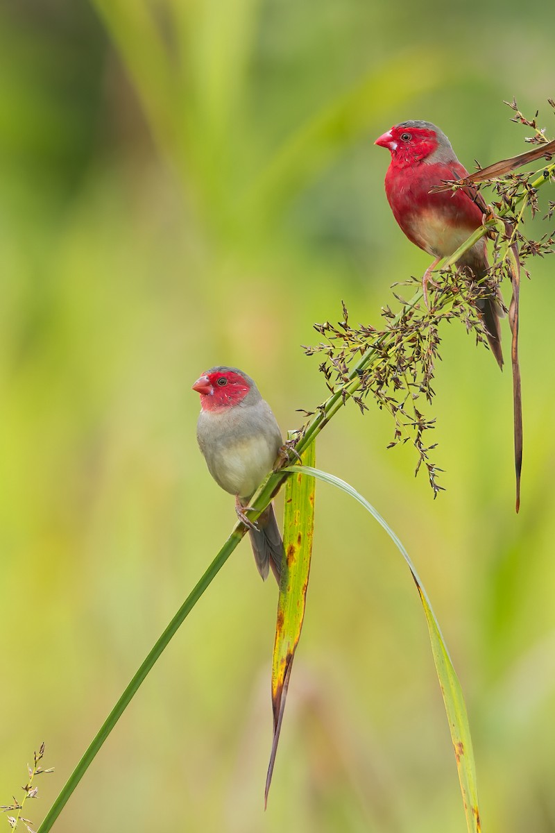 Crimson Finch (White-bellied) - ML593575821