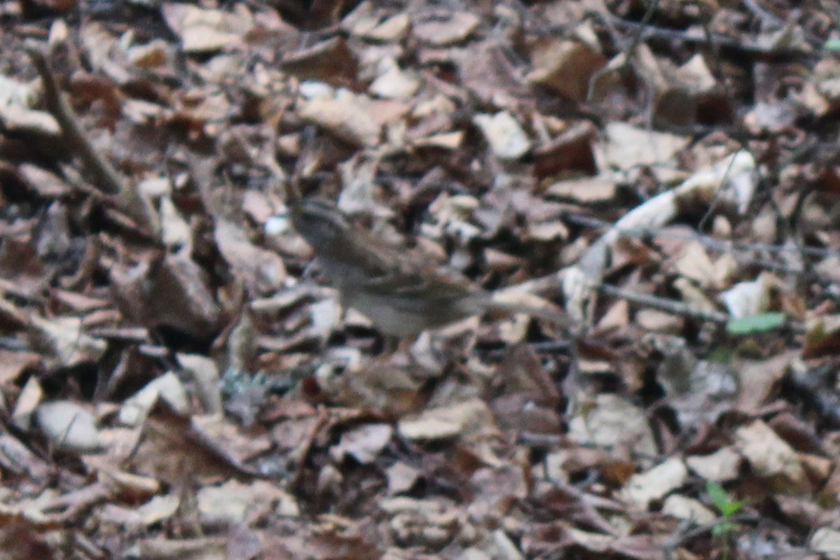 White-throated Sparrow - ML593575951