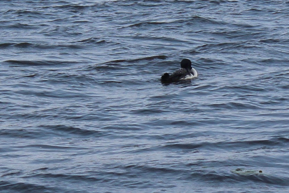 Common Loon - ML593576141