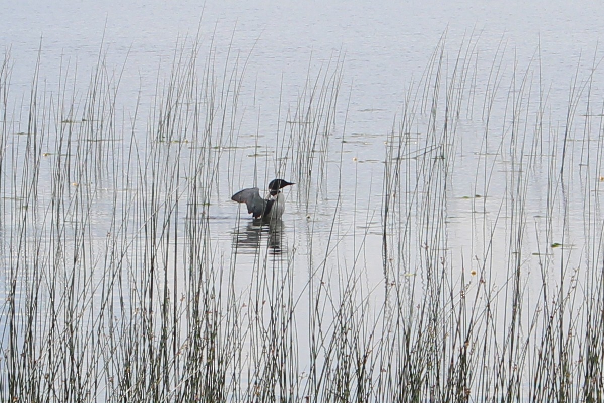 Common Loon - ML593576191