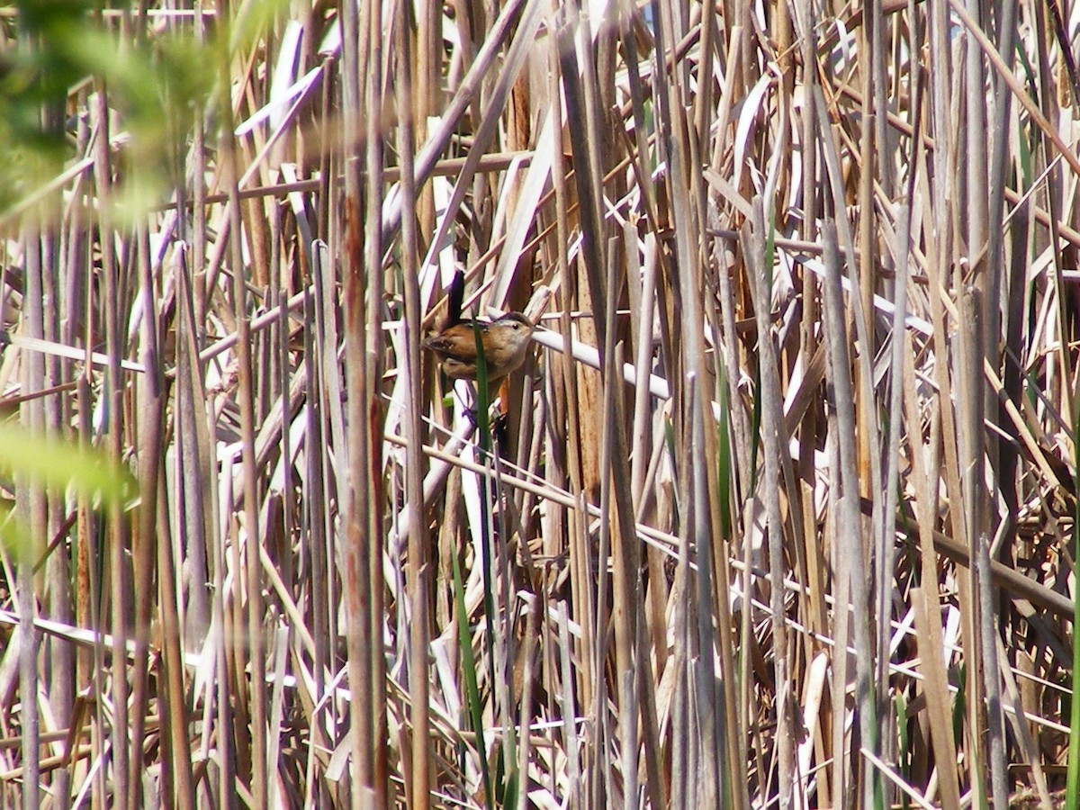 Marsh Wren - ML593578171