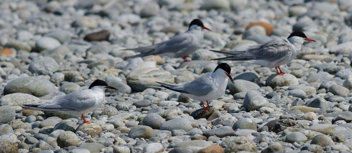 Roseate Tern - ML593578591