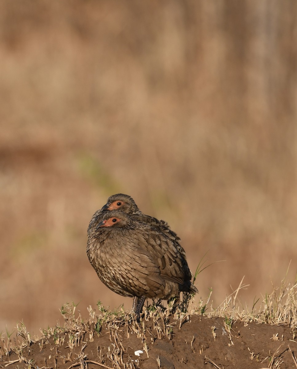 Swainson's Spurfowl - Jonathan Heller