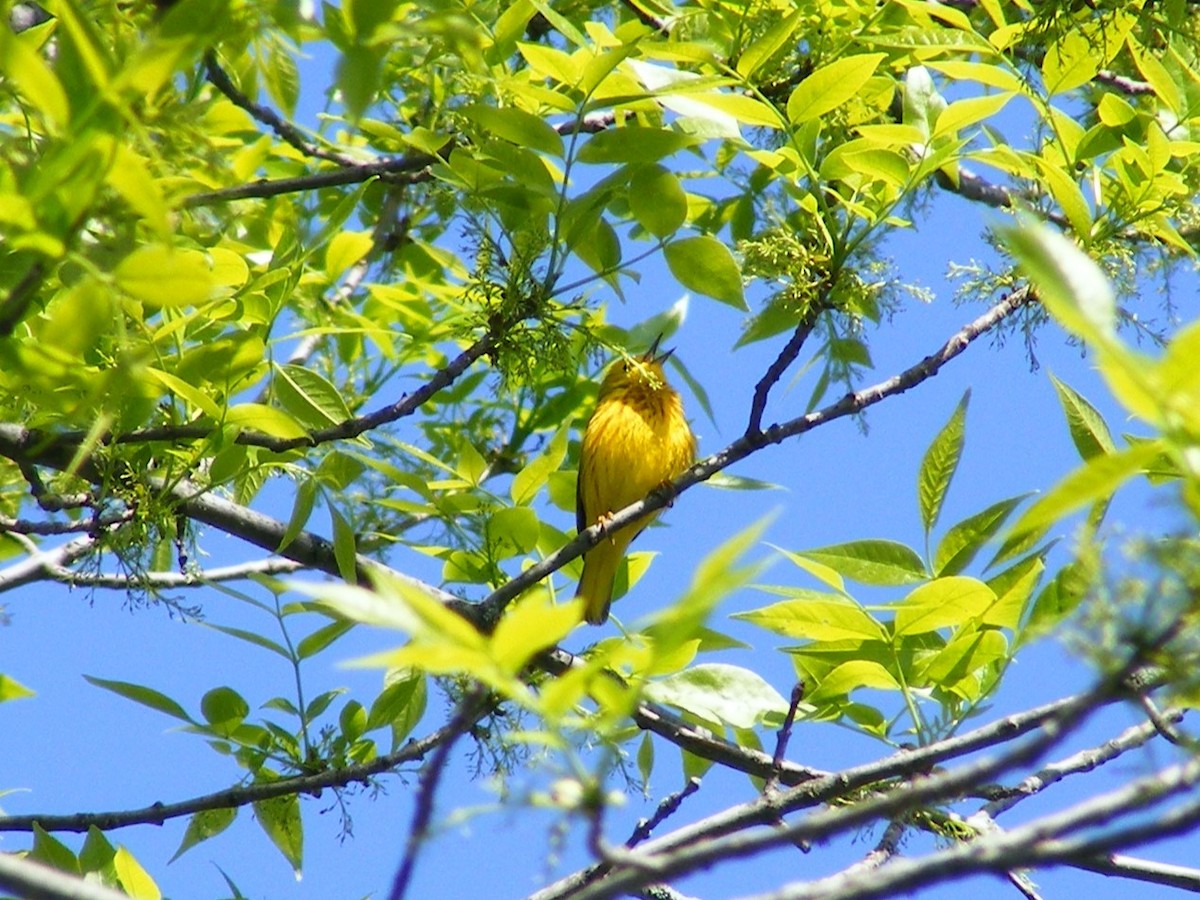 Yellow Warbler - ML593578681