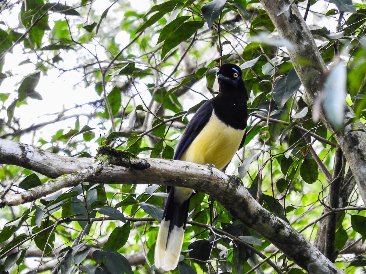 Plush-crested Jay - ML593579271