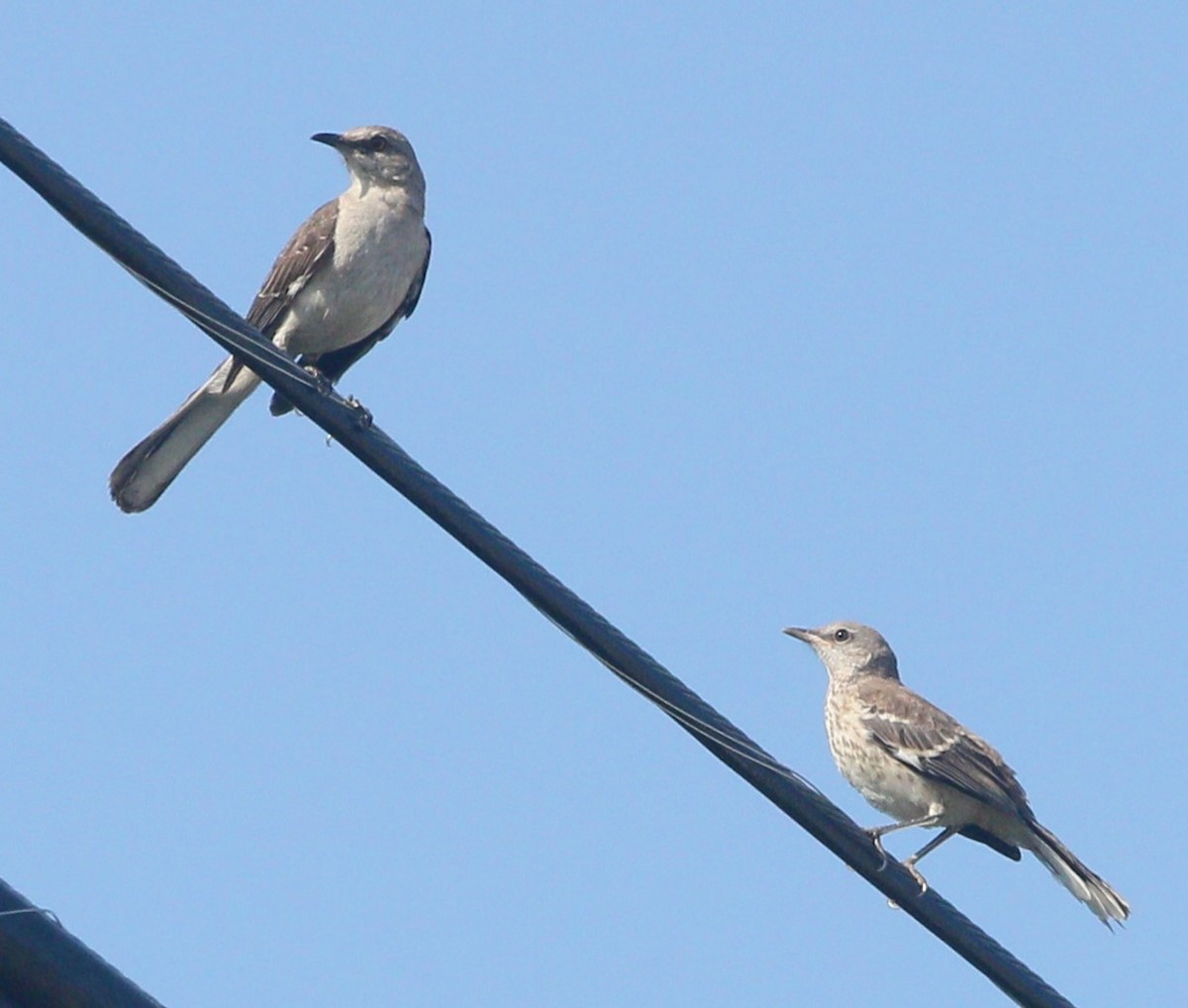 Northern Mockingbird - Samrudh Nandagopal