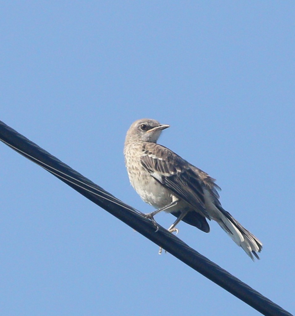 Northern Mockingbird - Samrudh Nandagopal