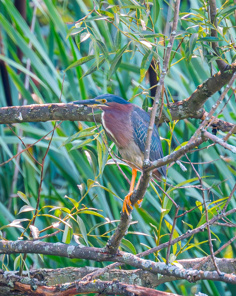 Green Heron - ML593580171