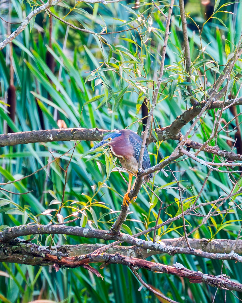 Green Heron - ML593580181