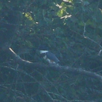 Belted Kingfisher - Samrudh Nandagopal