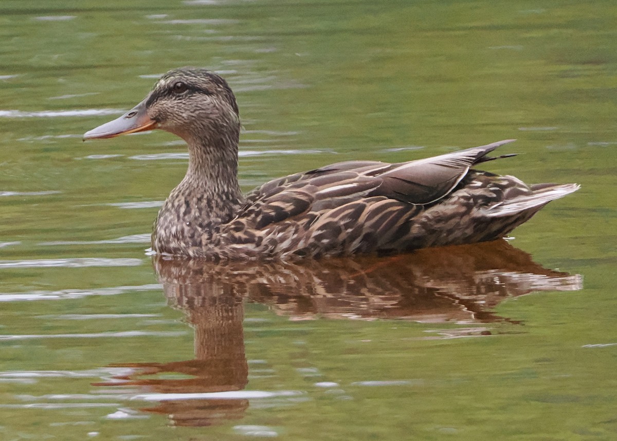 Ánade Azulón - ML593580321