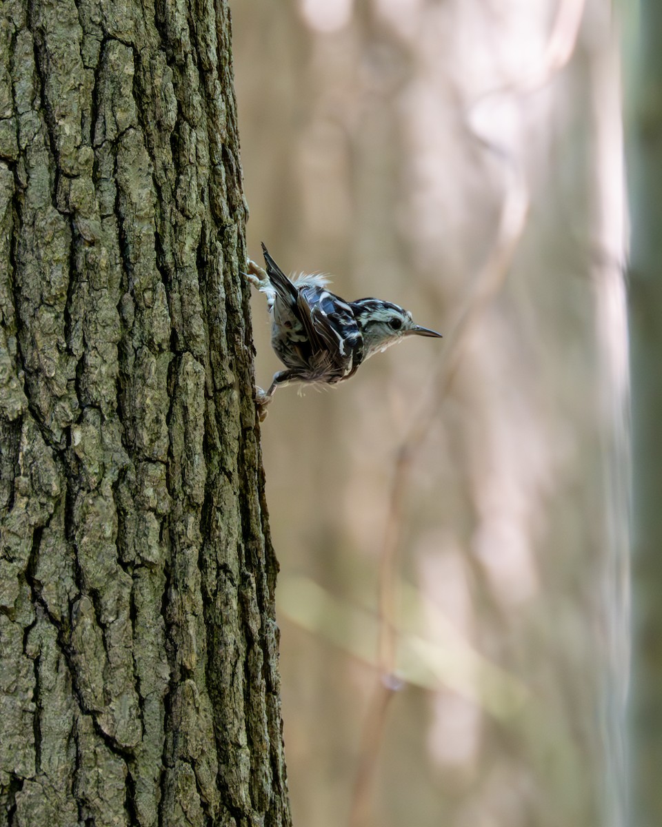 Black-and-white Warbler - ML593580431