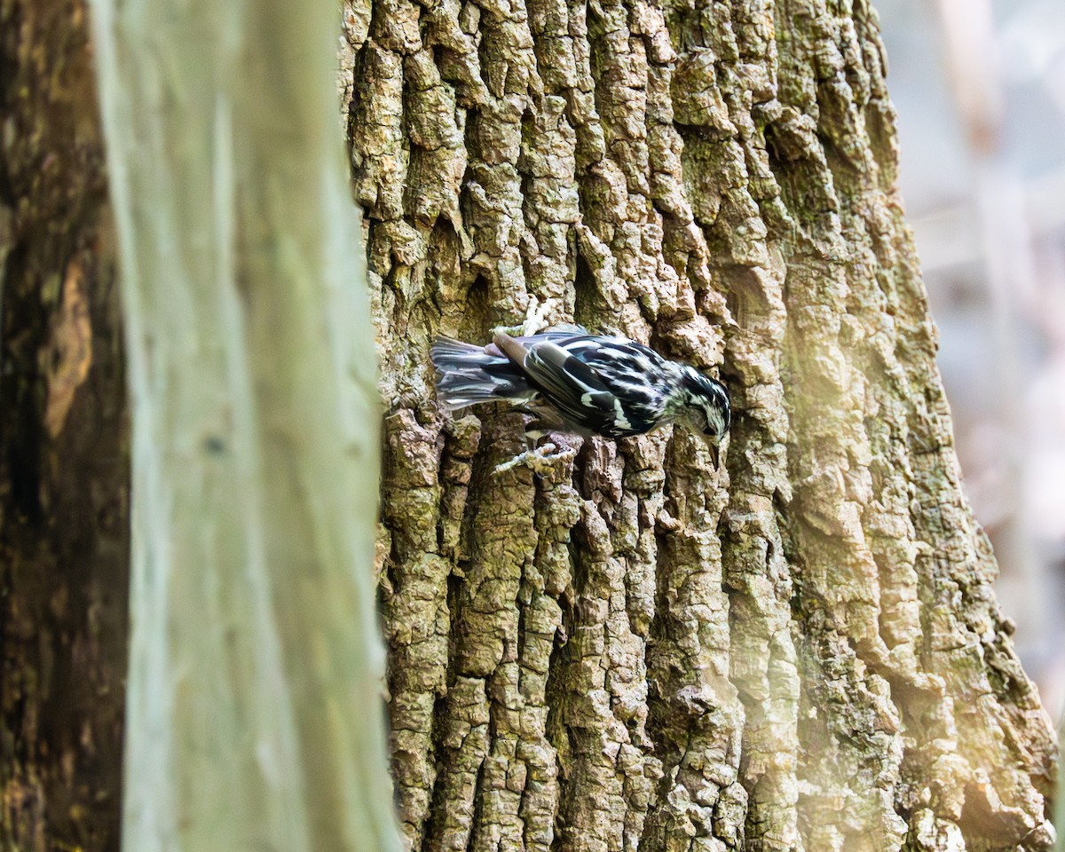 Black-and-white Warbler - ML593580511