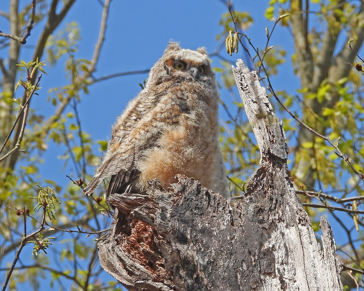 Great Horned Owl - ML593580521