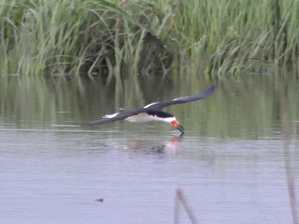 Black Skimmer - ML59358091