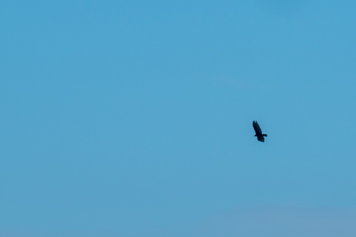 Turkey Vulture - ML593587981