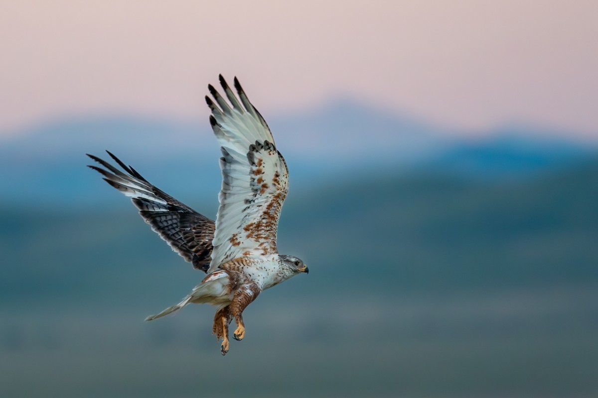 Ferruginous Hawk - ML593588031