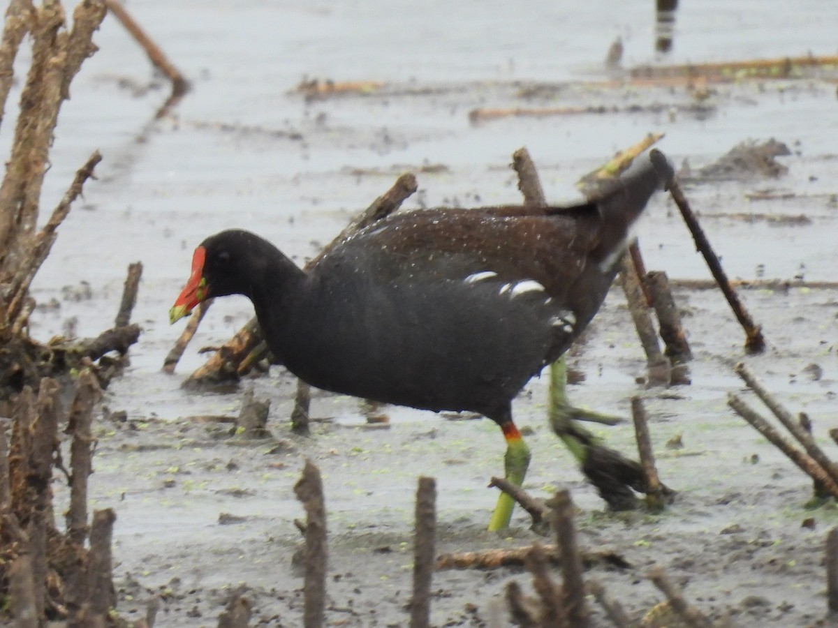 Common Gallinule - ML593588231