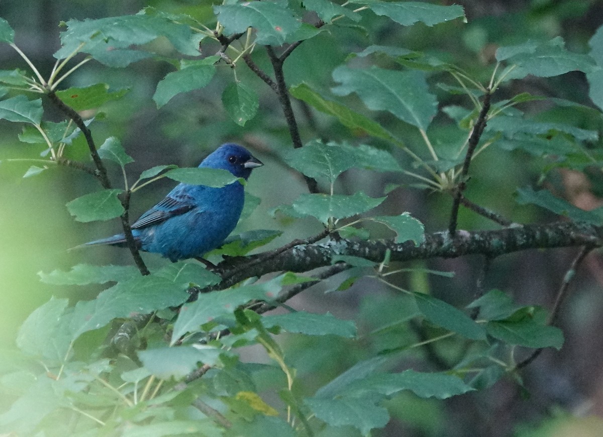 Indigo Bunting - ML593588301